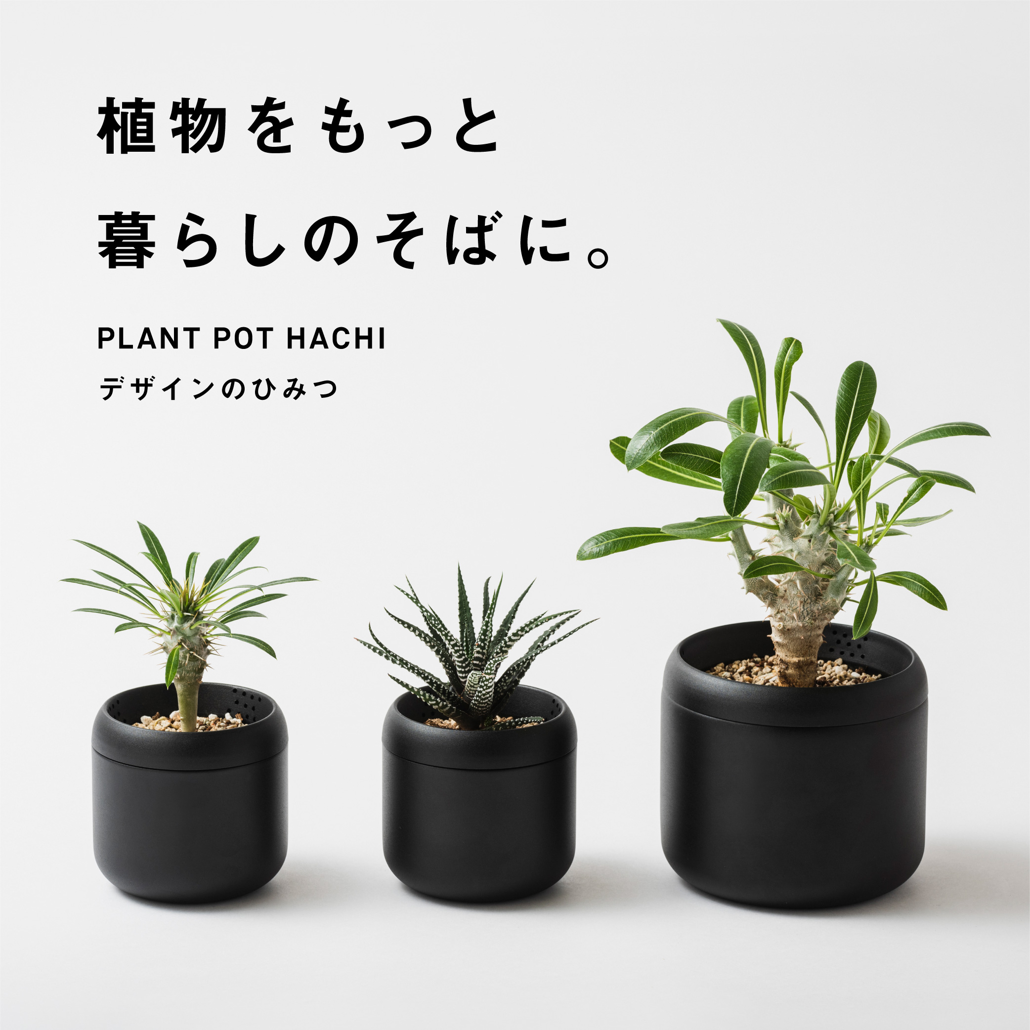 hachi_story00 03